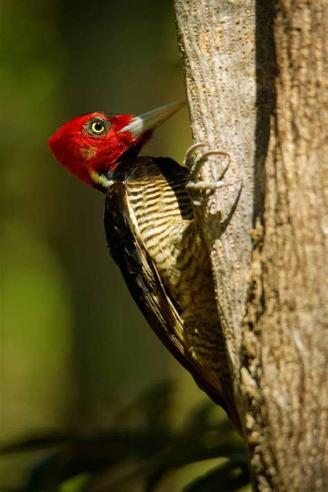Woodpeckers In Louisiana 9 Species You Will Want To See 2022
