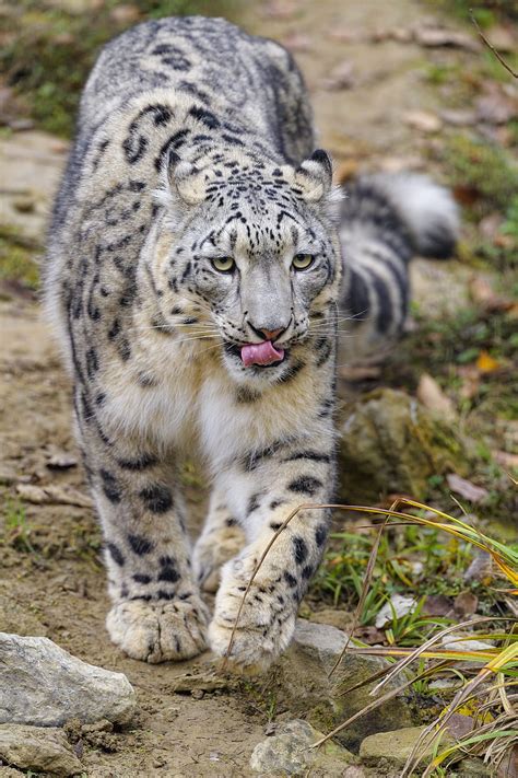 1366x768px 720p Free Download Snow Leopard Protruding Tongue Paws