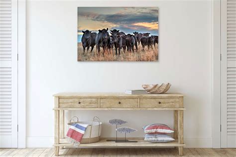 Black Angus Canvas Framed Cow Art Angus Photo Print T Etsy