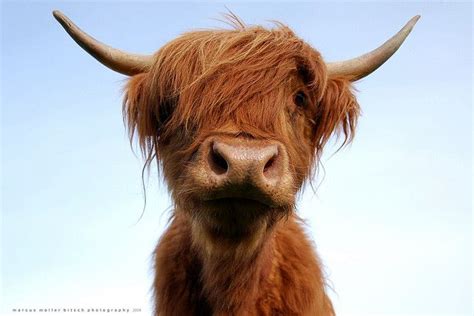 Scottish Highland Cattlecutest Animal Ever I Want A Herd Some Day D