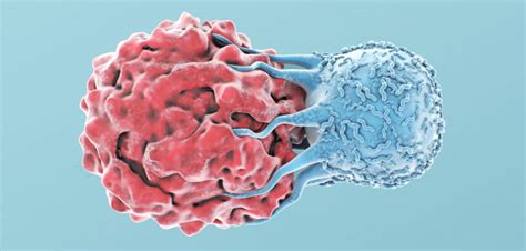 How Does The Immune System Fight Cancer Cancer Health