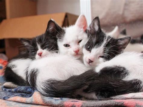 Baby Kittens For Adoption Adopt Blossom Kitten Adoption Grey Tabby