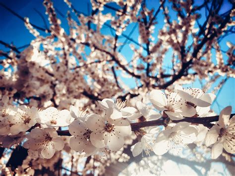 Free Images Spring Blooms Sky Branches Branch Cherry Blossom