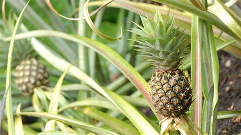 Ananas Pflanze Ananas Pflanzen Vermehren Pflege SchÖner Wohnen