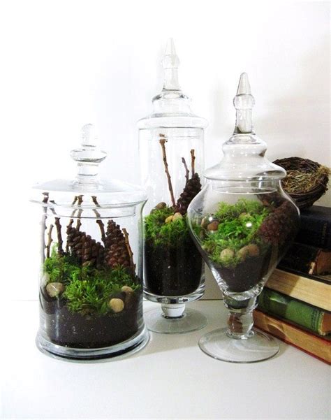 Sale Apothecary Jar Terrarium Set Live Moss Twigs And Etsy