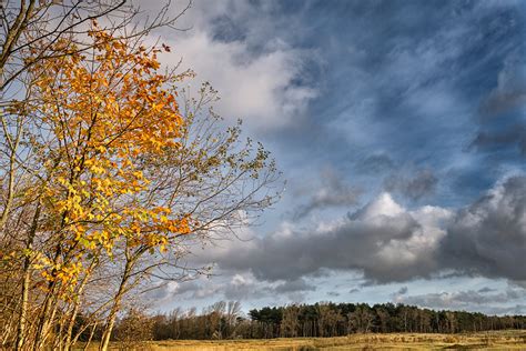 Golden Leaves Against Stormy Autumn Sky Stan Schaap Photography