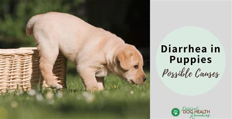 What Causes Diarrhea In Puppies