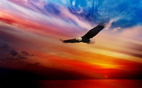 Sunset Eagle Wallpapers Top Free Sunset Eagle Backgrounds