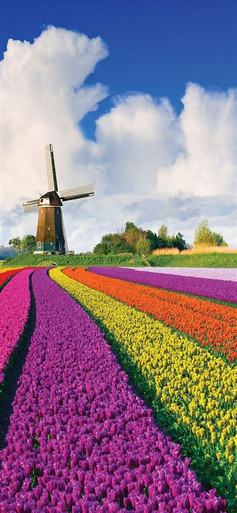 27 Tulip Farm Wallpapers Wallpapersafari