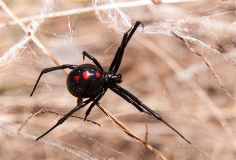 Viúva Negra Do Norte Latrodectus Variolus Picture Insect