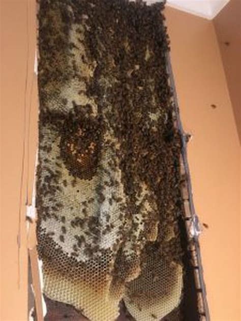 Homeowner Discovers Humming Inside Walls Is 30 000 Angry Bees