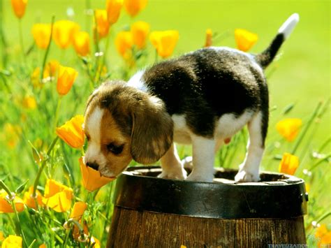 Springtime Animals And Flowers Wallpaper 67 Images