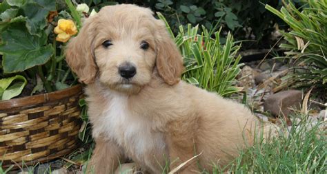 In the uk you won't get a lot of change from £1000 for a purebred goldie pup. Goldendoodle Puppies Texas | Gorgeous Goldendoodles!