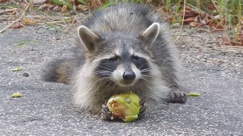 57 Top Photos Do Racoons Eat Cats Old Field Studio Raccoons Iammeuw20