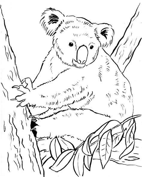 Kolorowanka Koala Na Drzewie Do Druku I Online