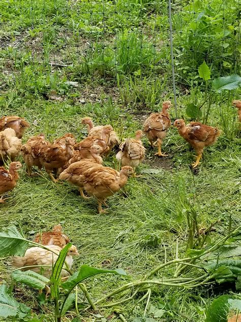 Pasture Raised Chicken Halves Badgers Millside Farm