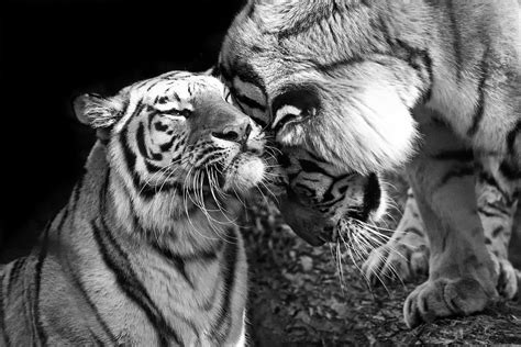 Tiger Love Photograph By Stephanie Mcdowell