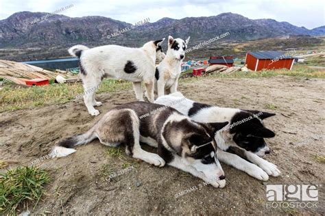 Future Sled Dog Puppies Just Outside The Town Of Ilulissat Greenland