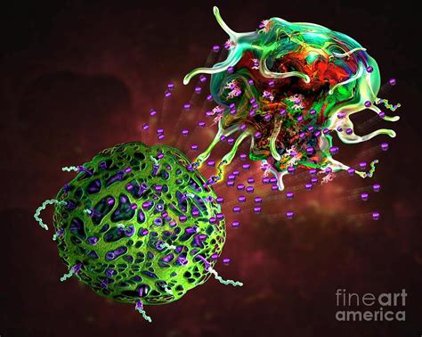 T Cell Attacking Cancer Cell Photograph By Keith Chambersscience Photo
