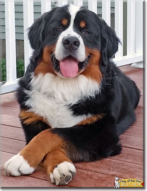 Billy Boy Bernese Mountain Dog November 15 2014