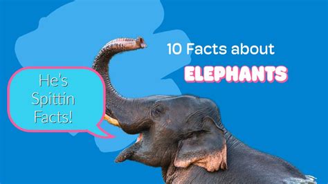 Top 10 Interesting Facts About Elephants Youtube