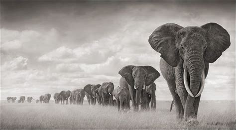 Elephants Walking Through Grass By Nick Brandt Elephant Facts