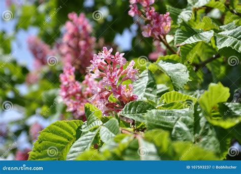 Pink Flowers On Red Horse Chestnut Tree Stock Image Image Of Blue