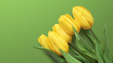 Yellow Tulips 4k Wallpapers Hd Wallpapers Id 25080