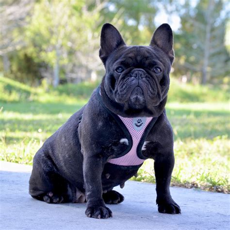 If you frighten or punish him, he might become afraid to potty in front of you and will sneak off to do it somewhere else. Poetic French Bulldogs' Abby - French Bulldog - Puppies ...