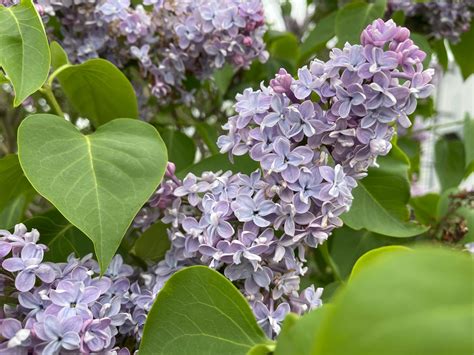 How To Grow Great Lilacs In Zone 3 Fragrance Beauty And So Much More