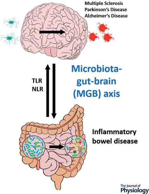 Role Of Pattern Recognition Receptors And The Microbiota In