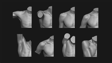 Shoulder Anatomy Set 3d Model 3d Printable Cgtrader