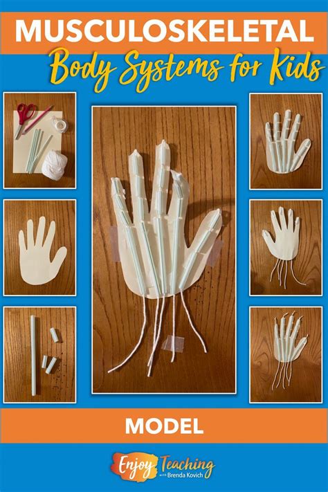 Build This Model Of The Musculoskeletal System To Show Your Students