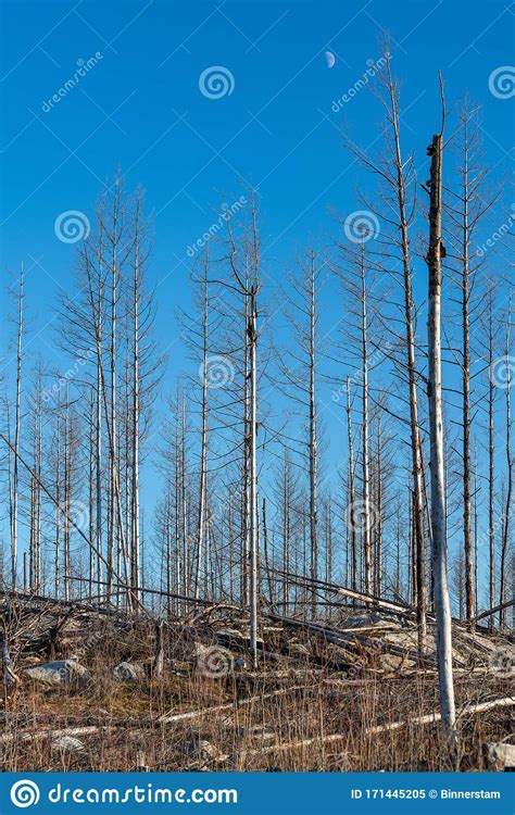 Remaining Dead Trees After A Large Forest Fire In Sweden Stock Image