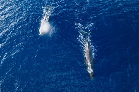 Whales Likely Impacted By Great Pacific Garbage Patch Updates The Ocean Cleanup