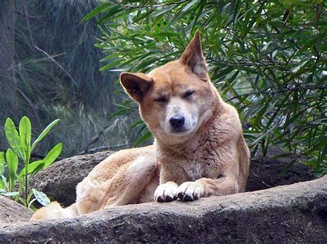 Dingo Wallpapers And Pics Fun Animals Wiki Videos Pictures Stories