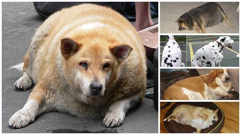 Original dog meme page ⤷ follow please. Fat Dog Pictures / Fat dog George 'gorged on pasties and ...