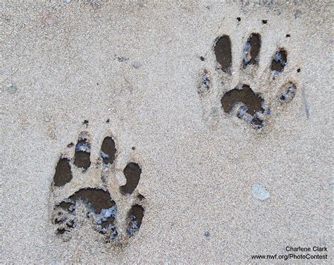 Animal Paw Prints With 4 Toes Animals Okl