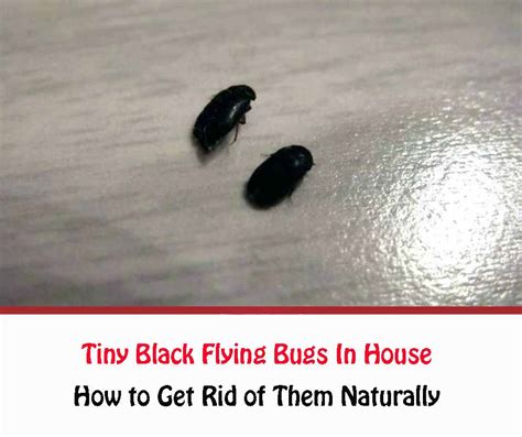 Top 14 Small Black Flying Bugs In House Not Fruit Flies