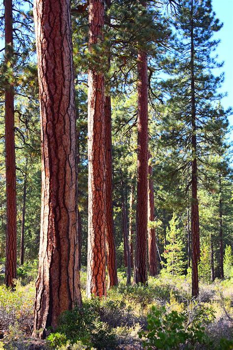 Ponderosa Pine Trees Photograph By Bandie Newton Pixels