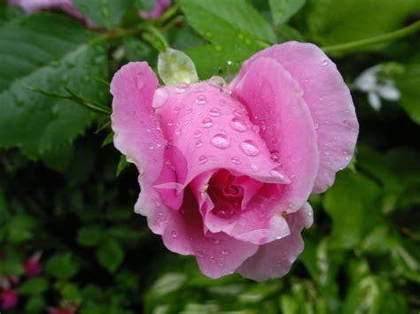 New Pink Rose In The Rain Mary Flickr