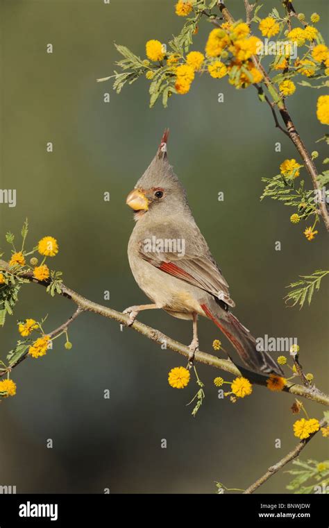 Female Pyrrhuloxia Bird Hi Res Stock Photography And Images Alamy