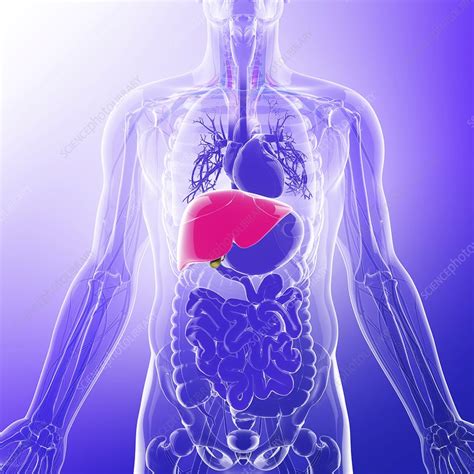 Human Liver Artwork Stock Image F0086969 Science Photo Library