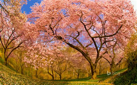🔥 44 Bing Cherry Blossom Wallpaper Wallpapersafari