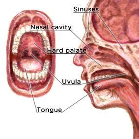 The most common types of head and neck cancers occur in the lip, mouth, and larynx. What Does Mouth Cancer Look Like? 5 Pictures of Mouth ...