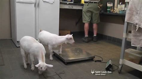 Weigh In For Twin Goat Kids At Saint Louis Zoo Youtube
