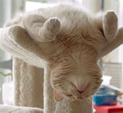 22 Funny Sleeping Cat Pictures Design Swan