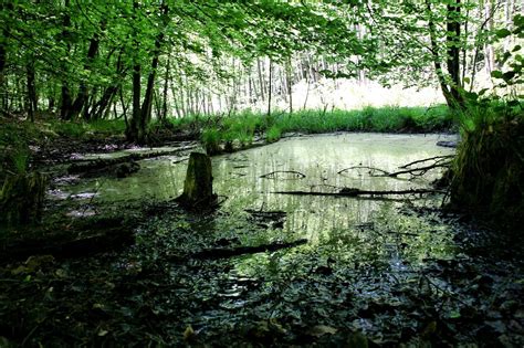 Pond In The Woods Image Id 162311 Image Abyss