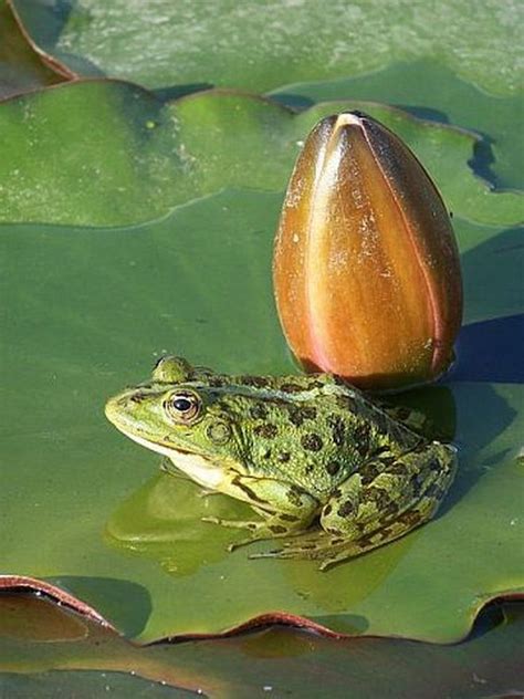 Frog On Lily Pad Amphibians Frog Reptiles And Amphibians