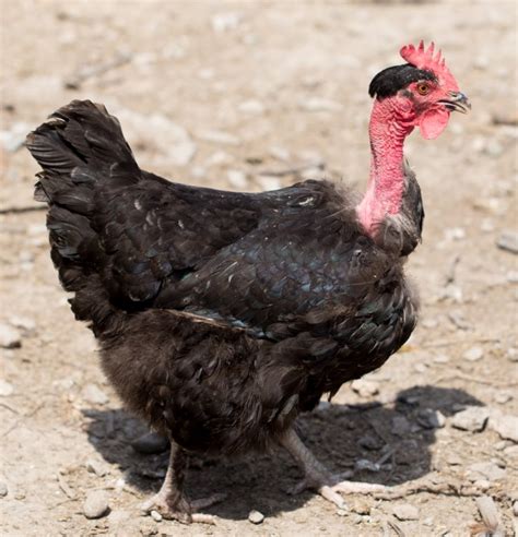 Turken Naked Neck Chicks For Sale Chickens For Backyards